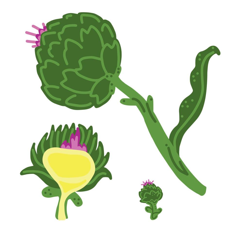 Artichoke. Whole artichoke, half and icon. Good for posters, package, t-shirts, postcards, shopping bags. Vector hand draw cartoon illustration.