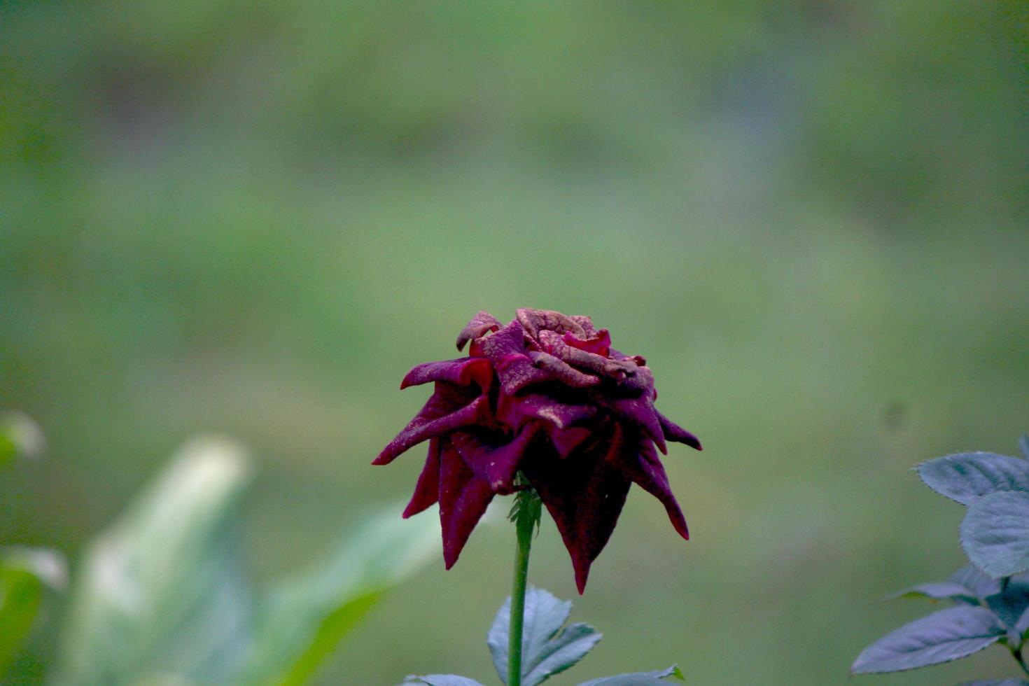 photo of blackish red roses in the garden