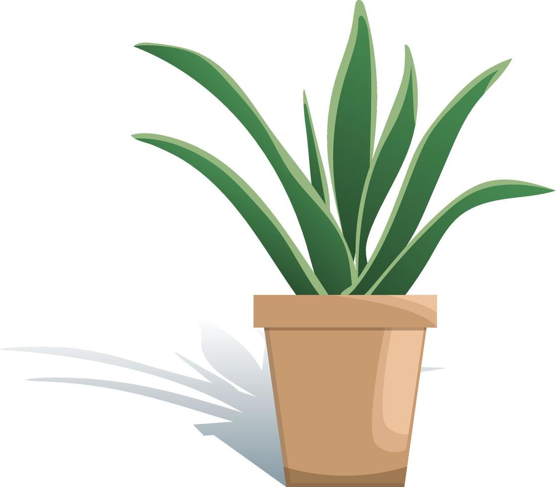 Potted houseplant sansevieria vector illustration. Succulent in flat modern style. Isolated on white background