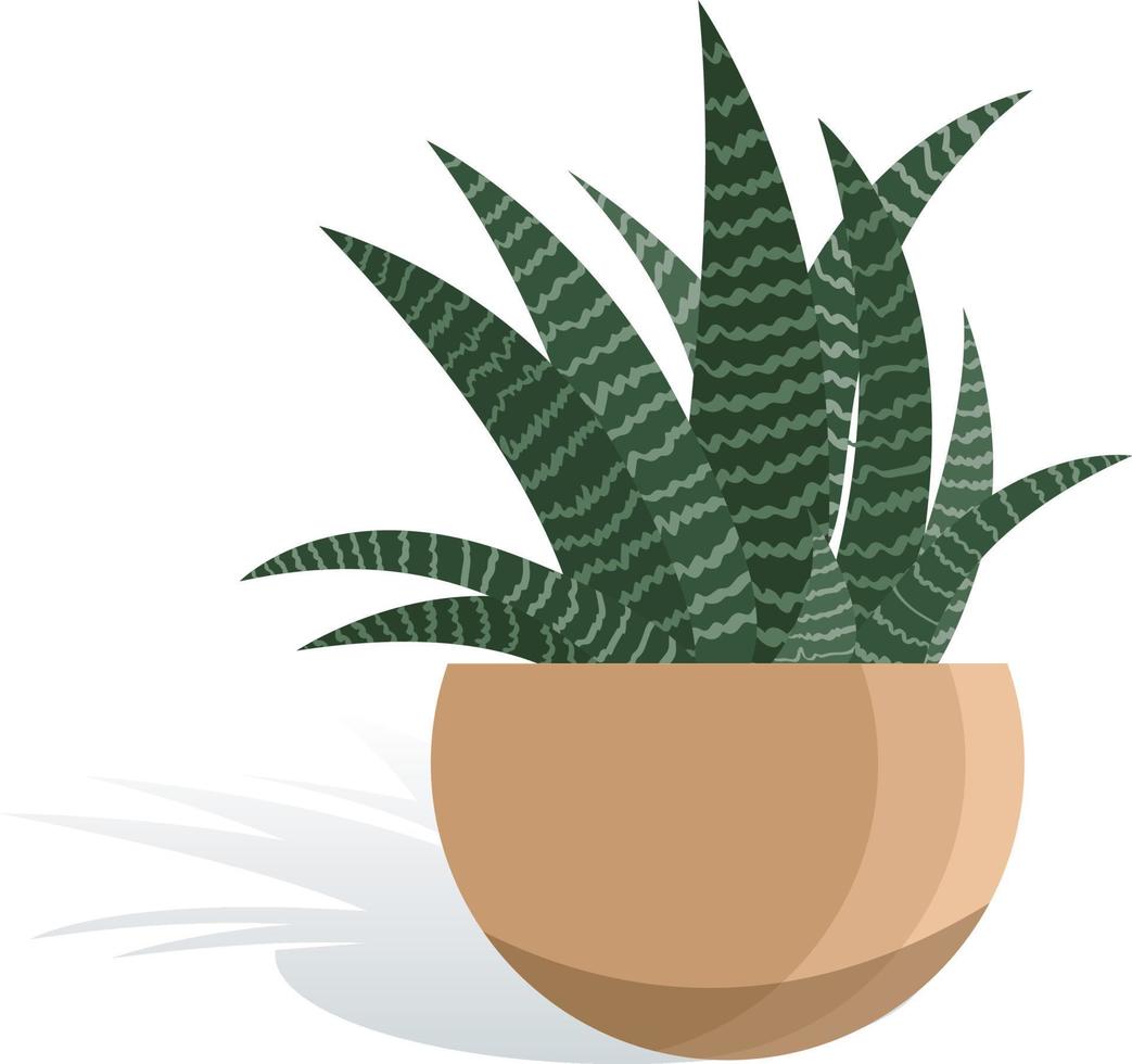 Potted houseplant Haworthia vector illustration. Zebra succulent in flat modern style. Isolated on white background