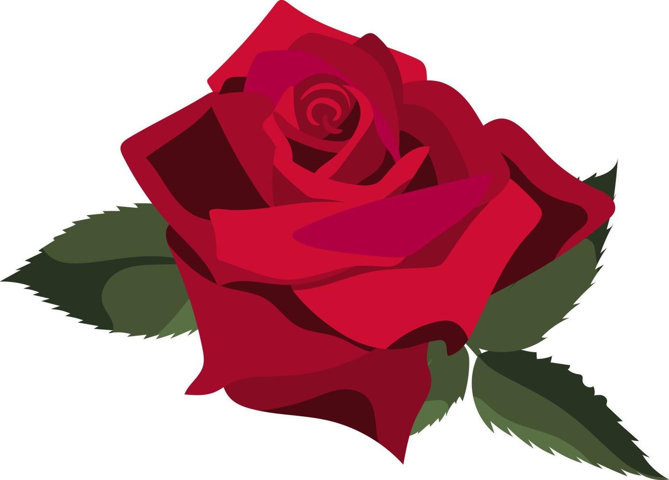 Single lush red rose with green leaves, isolated on white background vector