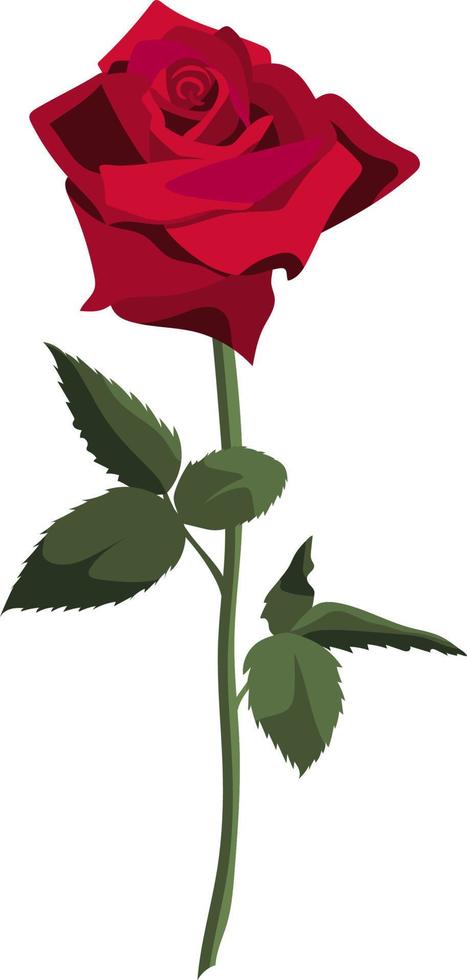 Single lush red rose on a stem with leaves, isolated on white background vector