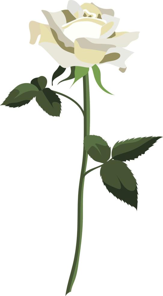 Single lush white rose flower with leaves, isolated on white background vector