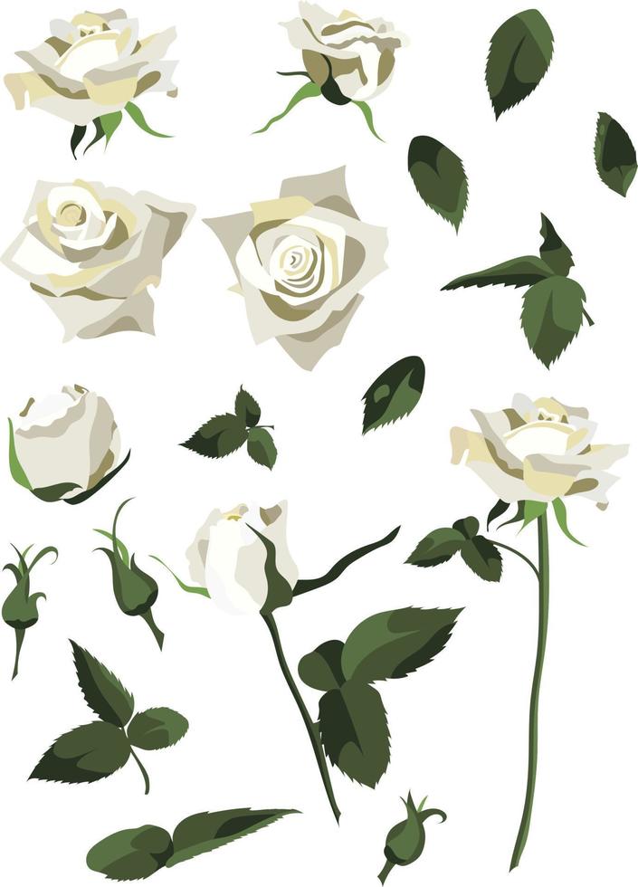 conjunto de elementos de diseño floral, rosas blancas y capullos, hojas y tallos. aislado sobre fondo blanco vector