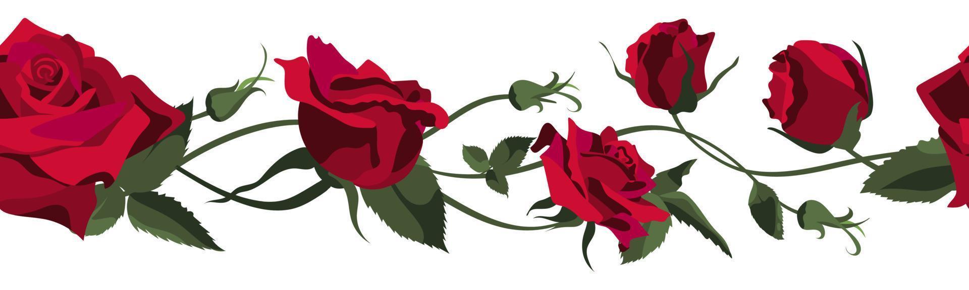 Vector floral background with red roses, buds and leaves. Border design isolated on white background