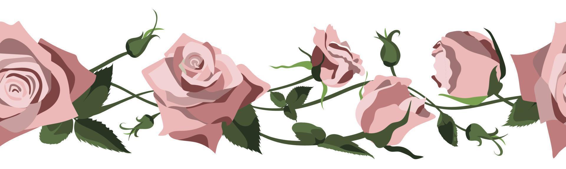 Vector floral background with pink roses, buds and leaves. Border design isolated on white background