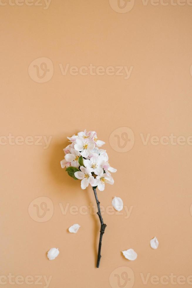 A twig of an apple tree with white flowers on a beige background. Spring and greeting card concept. Flat lay, top view, copy space photo