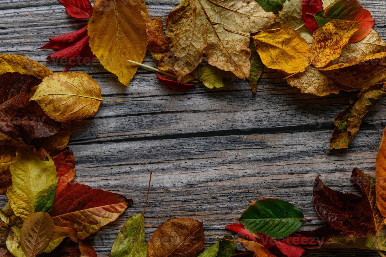 Leaves on wood background with copy space photo