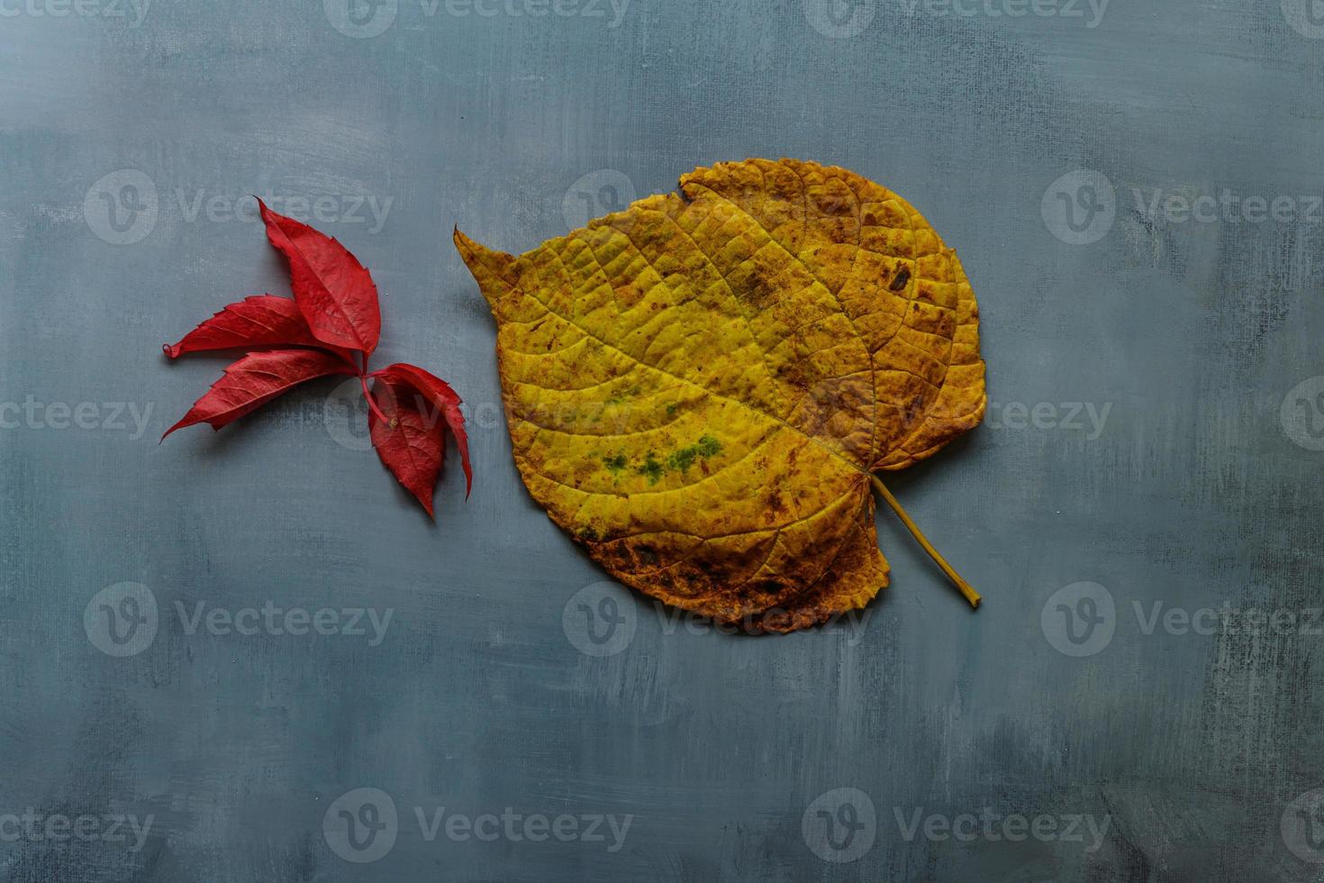 Yellow and red leaves on rustic background photo