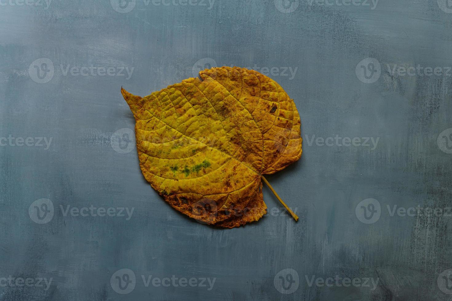 Yellow leaf on grey rustic background photo