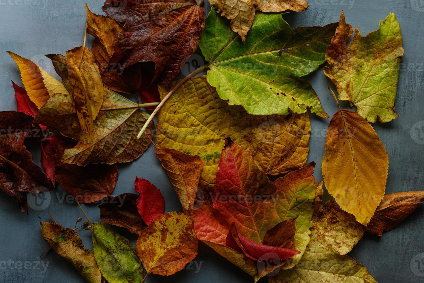 Leaves spread out on grey rustic background photo