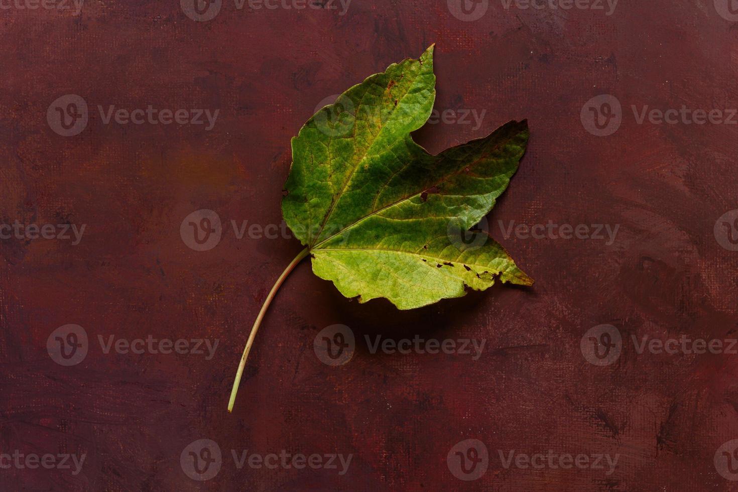 Green leaf on burgundy rustic background photo
