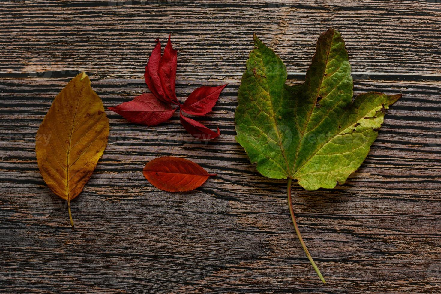 Colorful leaves on rustic wood background photo