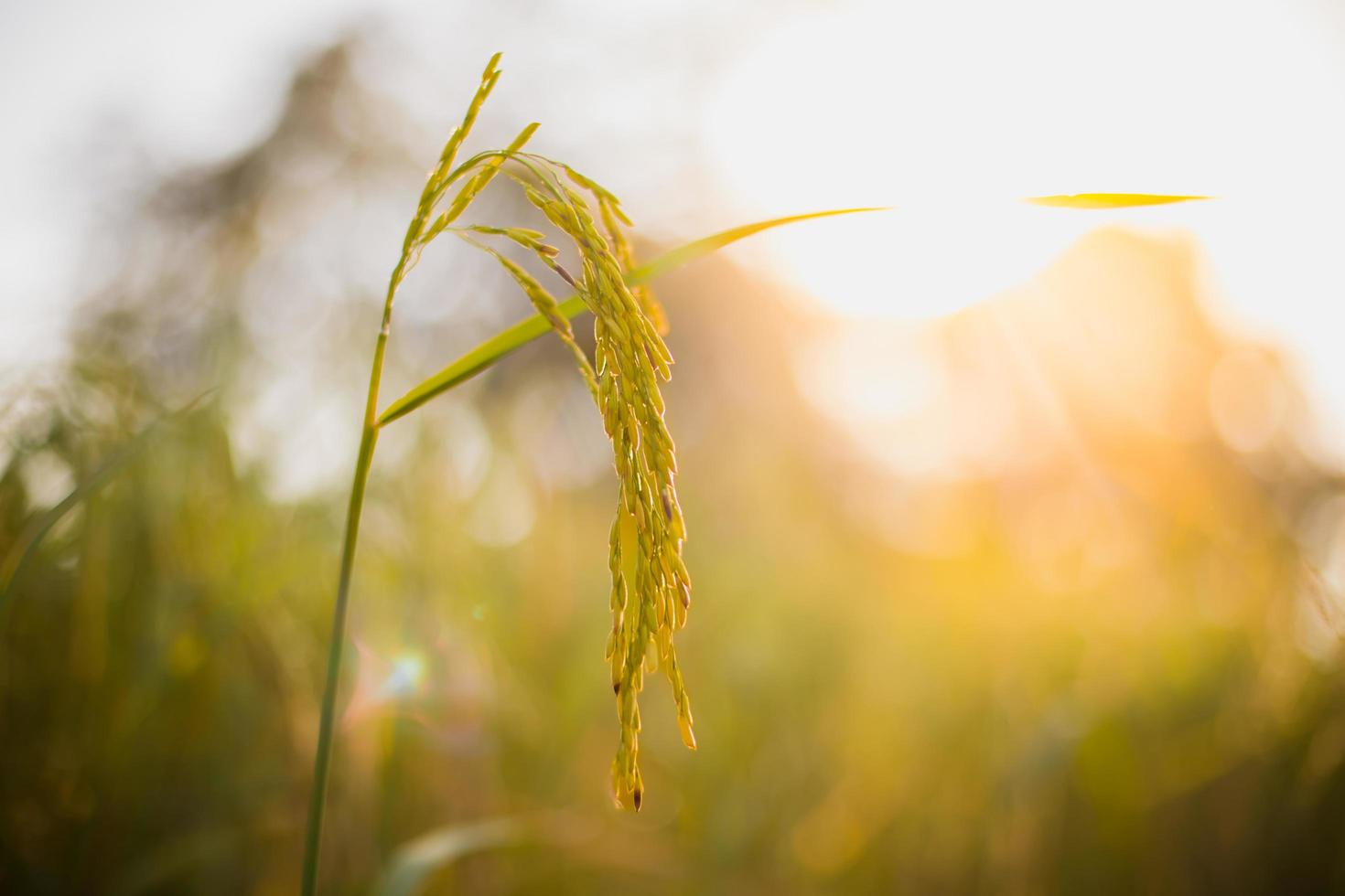 closeup rice field in countryside Thailand, landscape of rice paddy in the morning with copy space photo