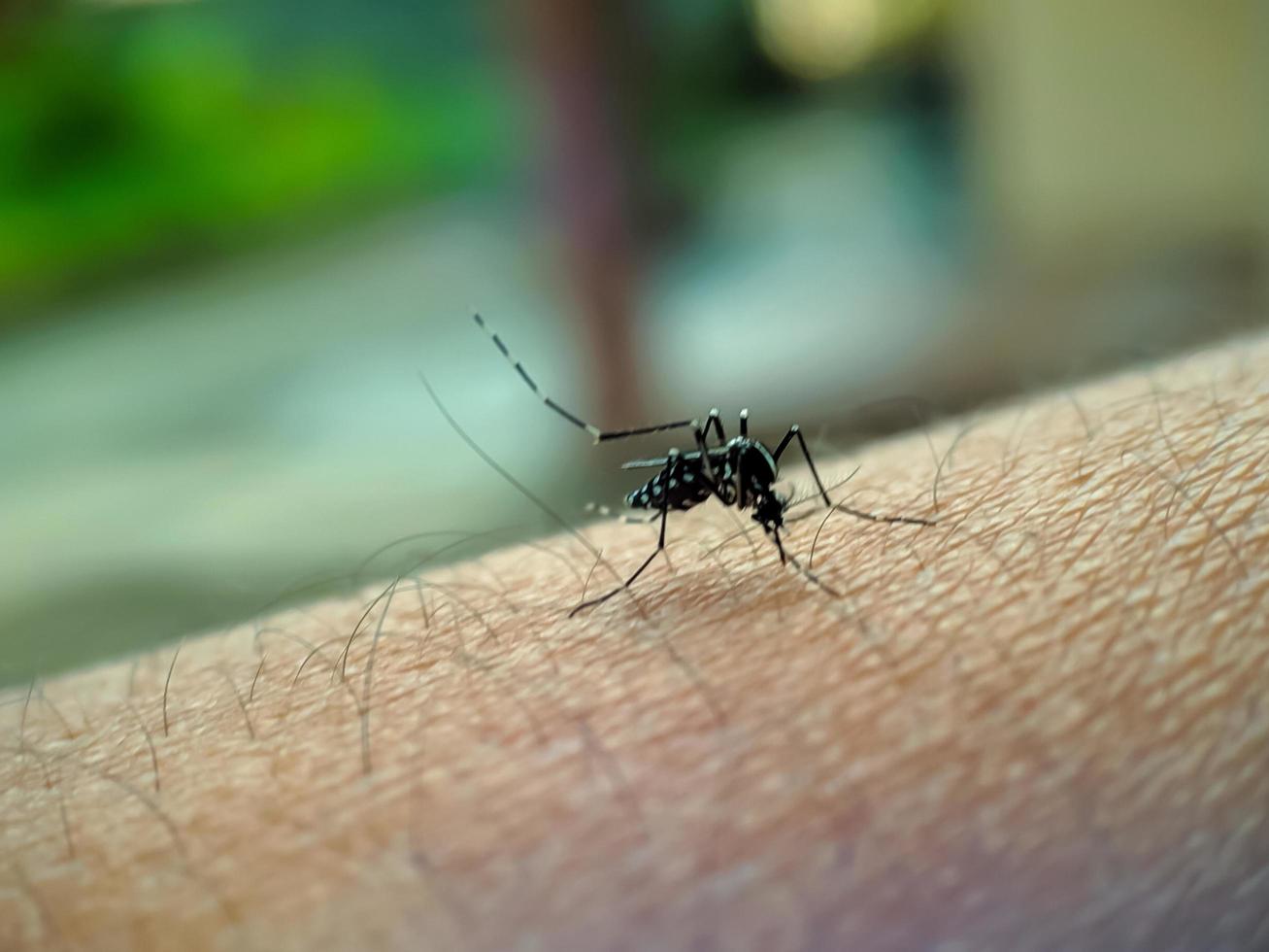 A mosquito on the surface of the skin of a human hand to suck blood photo