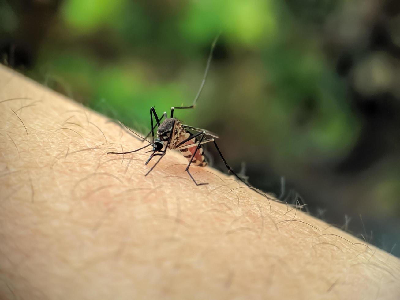 A mosquito on the surface of the skin of a human hand to suck blood photo