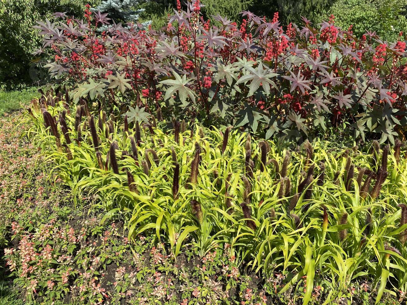 Castor oil plant. Spiny fruit of castor oil plant photo