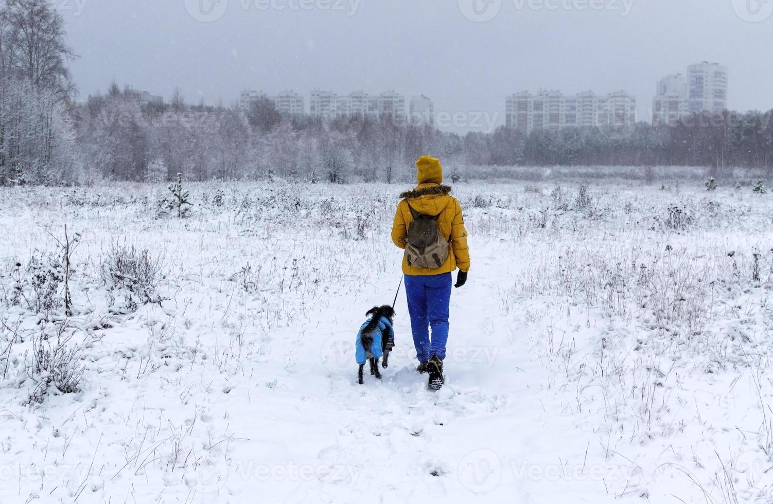 Young woman in yellow jacket walking mixed breed Bedlington Whippet dog in blue warm suit on winter snowy day photo