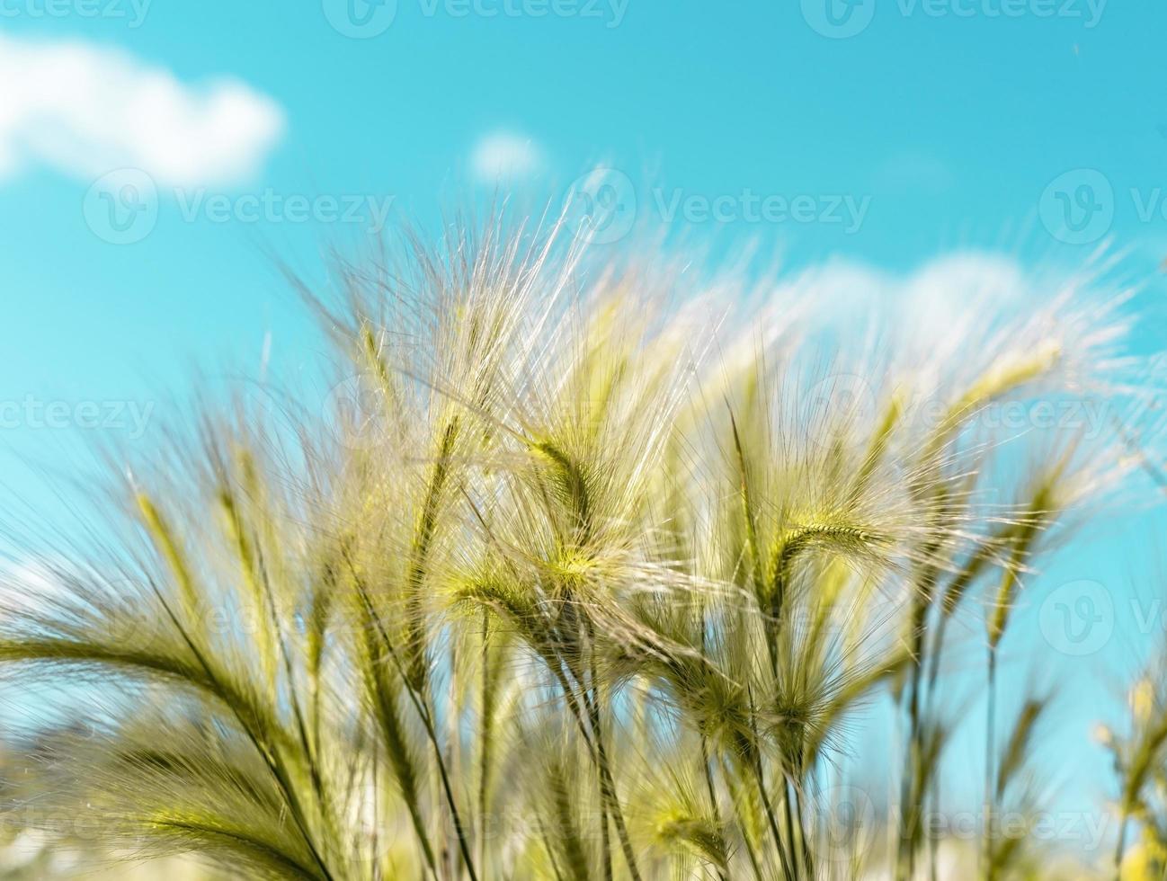 fondo de espiguillas esponjosas de cebada verde primer plano cielo azul y hierba de cebada enfoque selectivo hordeum jubatum, cebada de cola de zorra foto