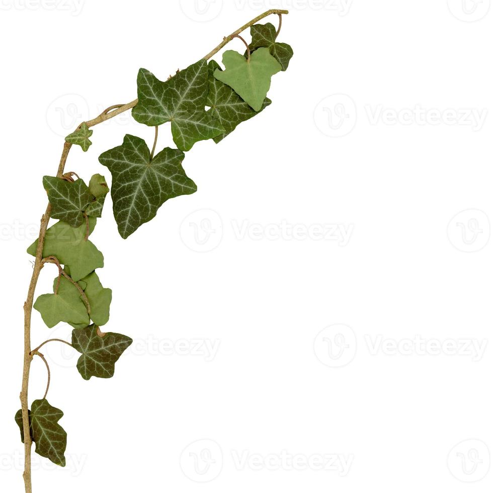 Ivy twig and leaves isolated over white photo