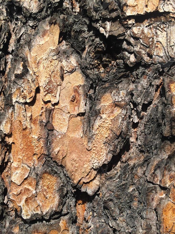 Heart-shaped bark on a pine trunk. Valentine's Day. Vertical orientation photo