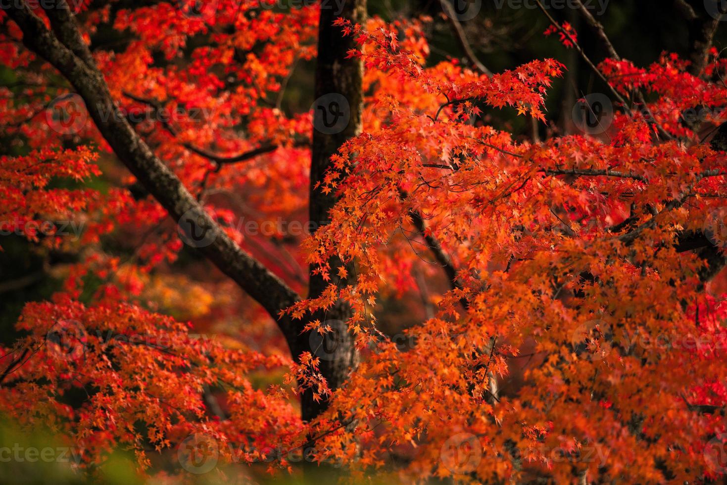 Picturesque scene of autumn in Japan photo