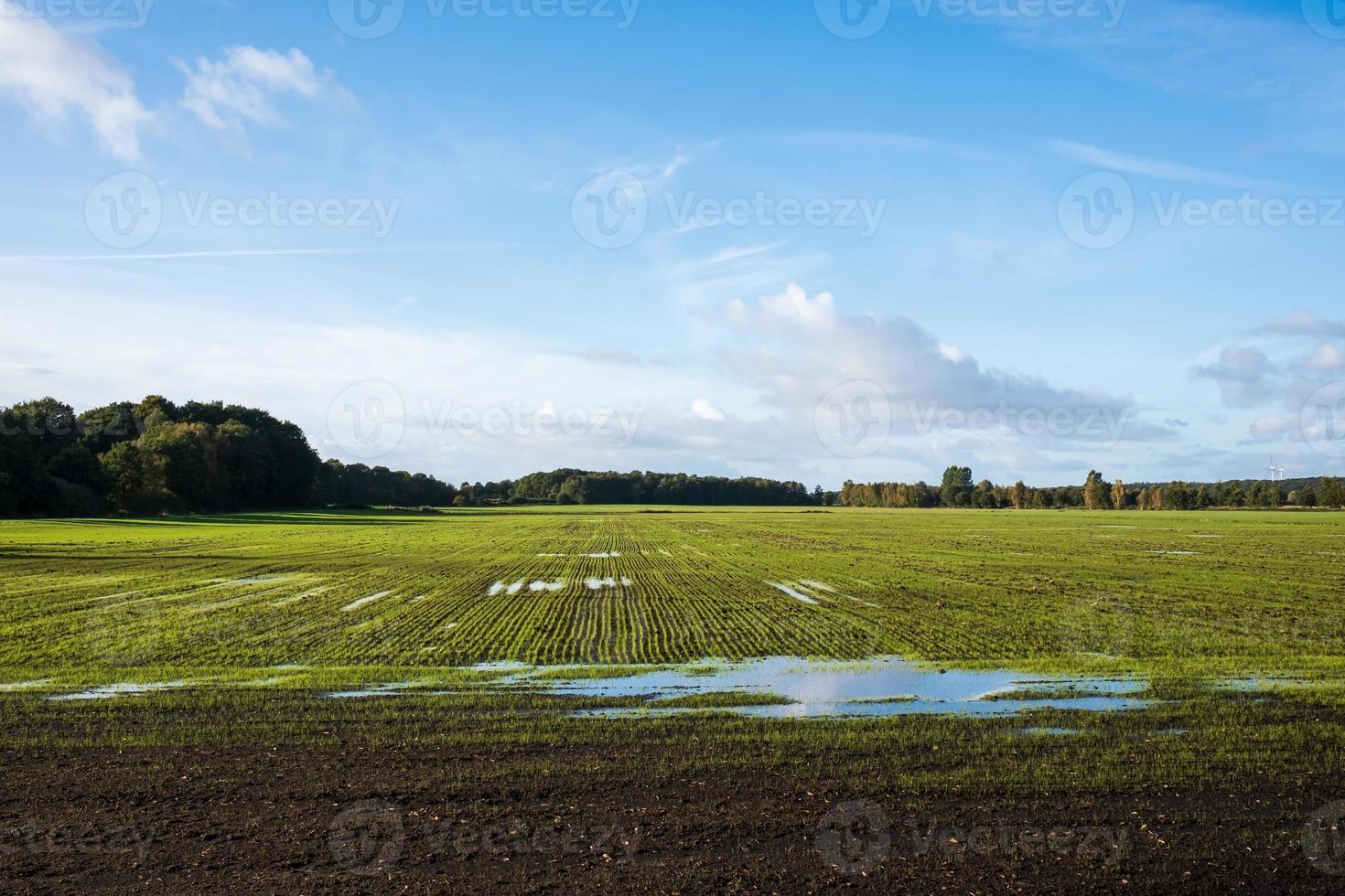 Field with germinated plants partially flooded with water after rain, against a blue sky. Beautiful agricultural landscape. photo