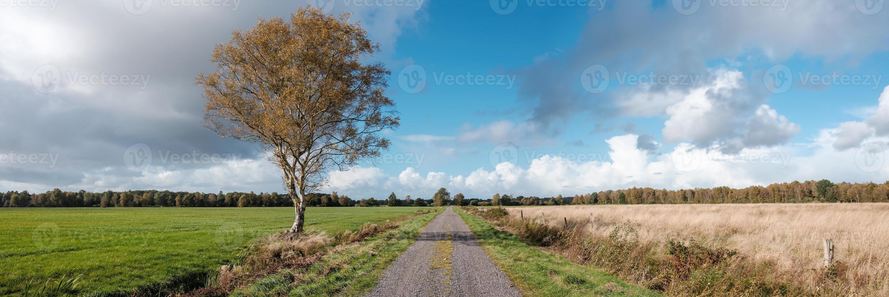 Panorama. Beautiful agricultural autumn landscape. Rural road, tree with yellowed leaves and fields, against the sky, on a sunny day. photo