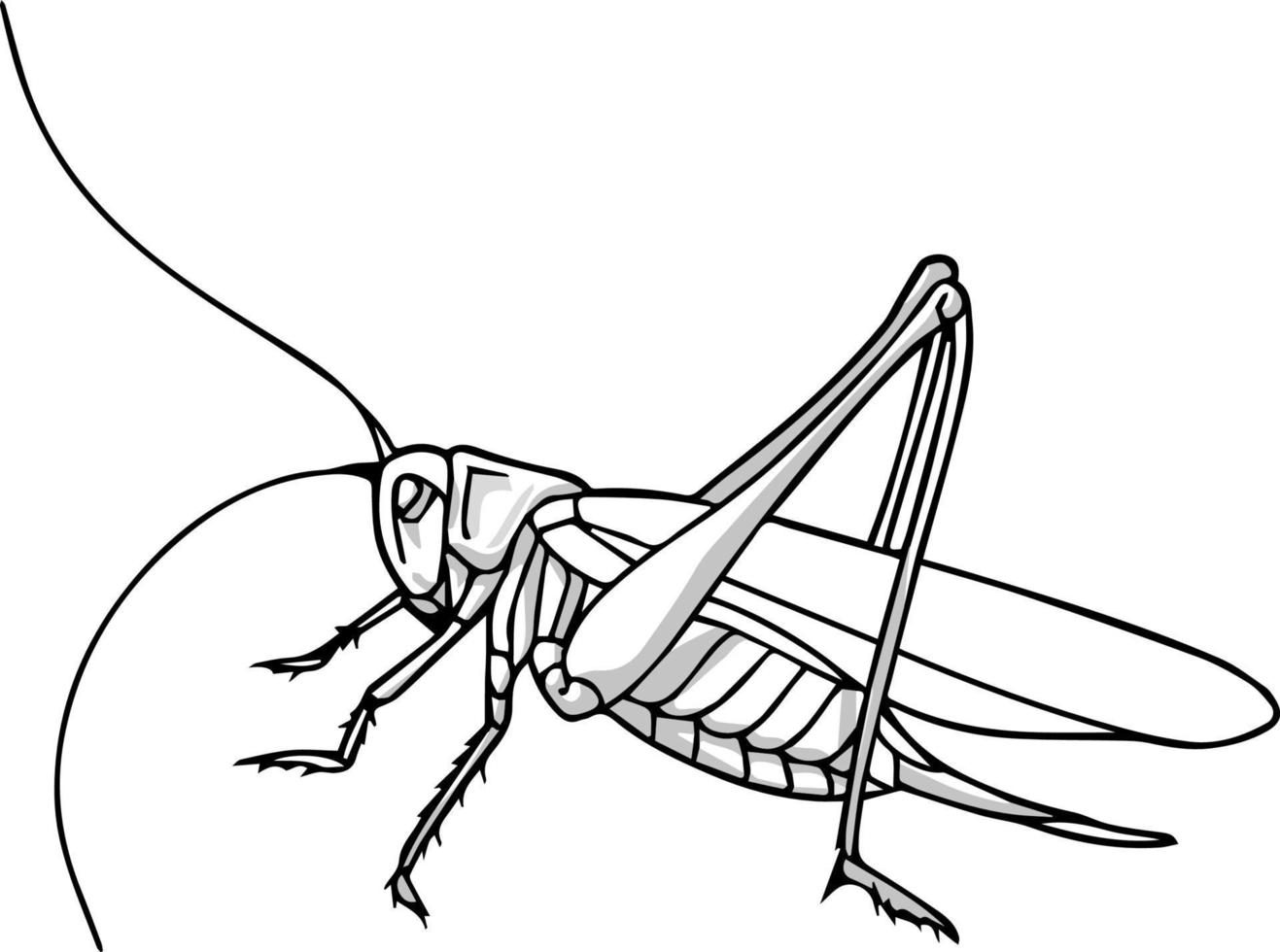 boceto de saltamontes. dibujo vectorial en blanco y negro. para colorear y diseñar libros. vector