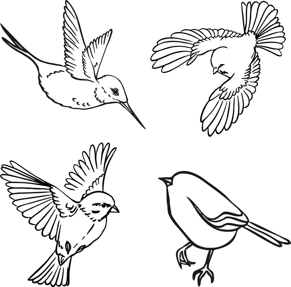 Set of birds sketch. Black and white vector drawing. For coloring and design books.