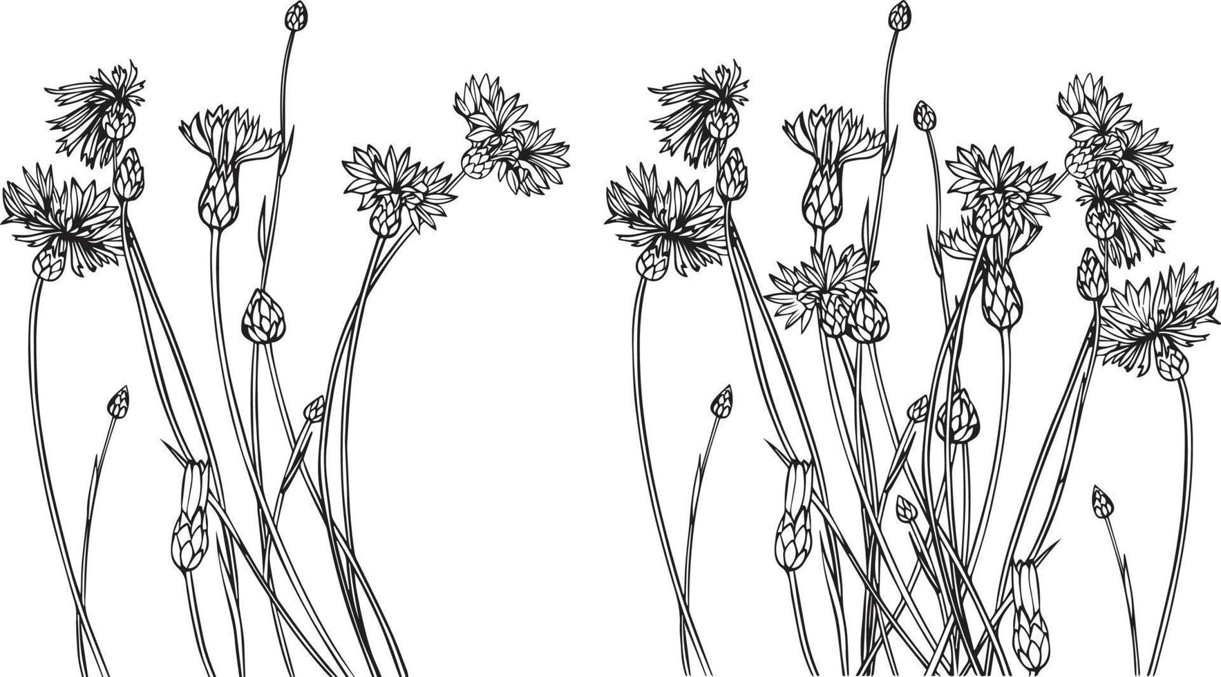 Burdock flowerssketch. Black and white vector drawing. For coloring and design books.