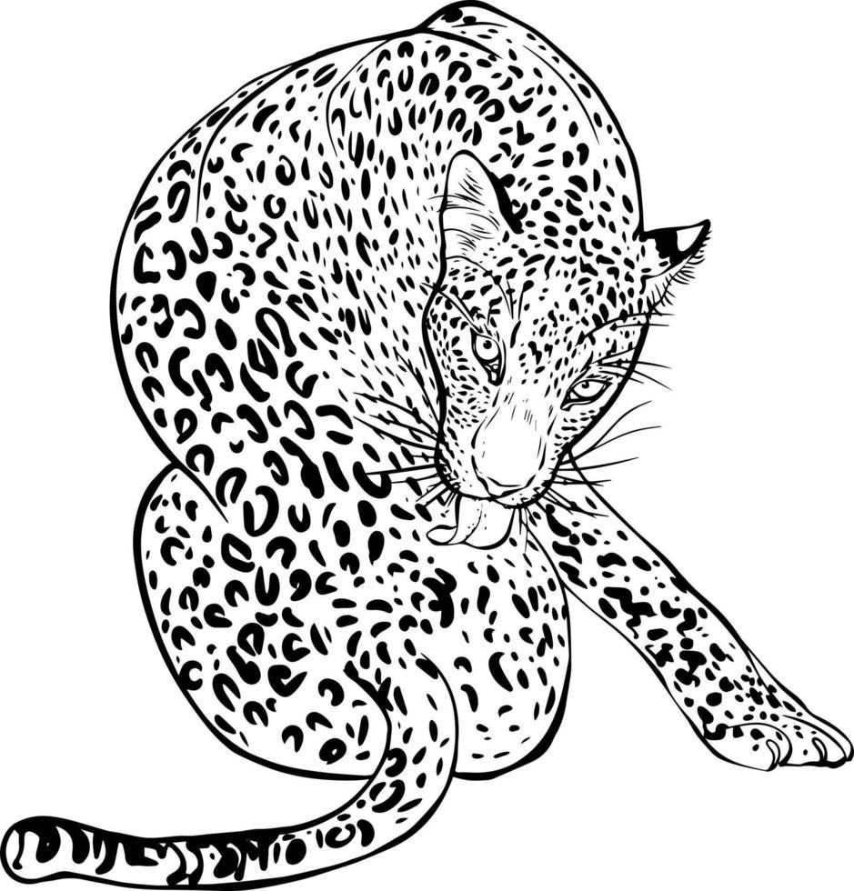 Cheetah sketch. Black and white vector drawing. For colouring books and for design.