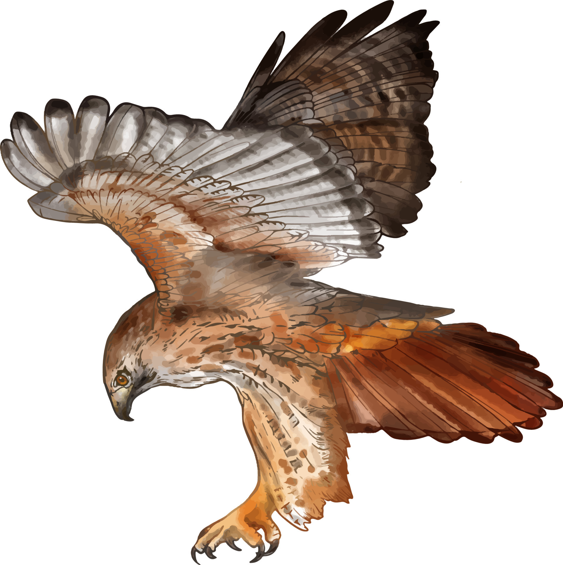Hawk color and black and white vector illustration. Watercolor drawing