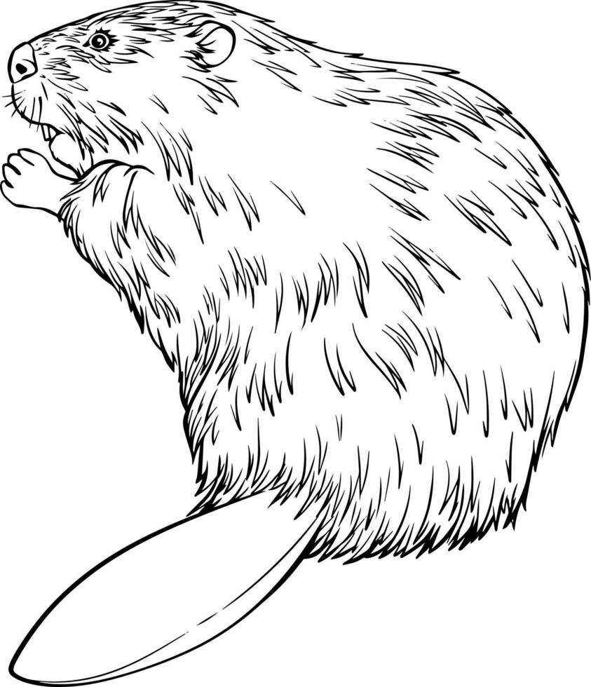 Beaver sketch. Black and white vector drawing. For coloring and design books.