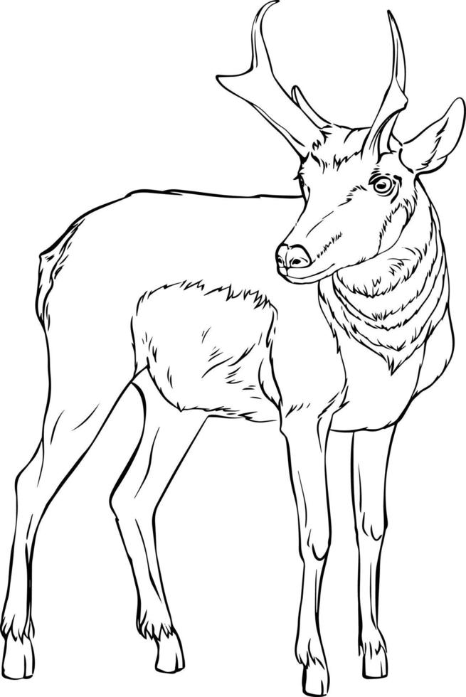 Antelope sketch. Black and white vector drawing. For coloring and design books.
