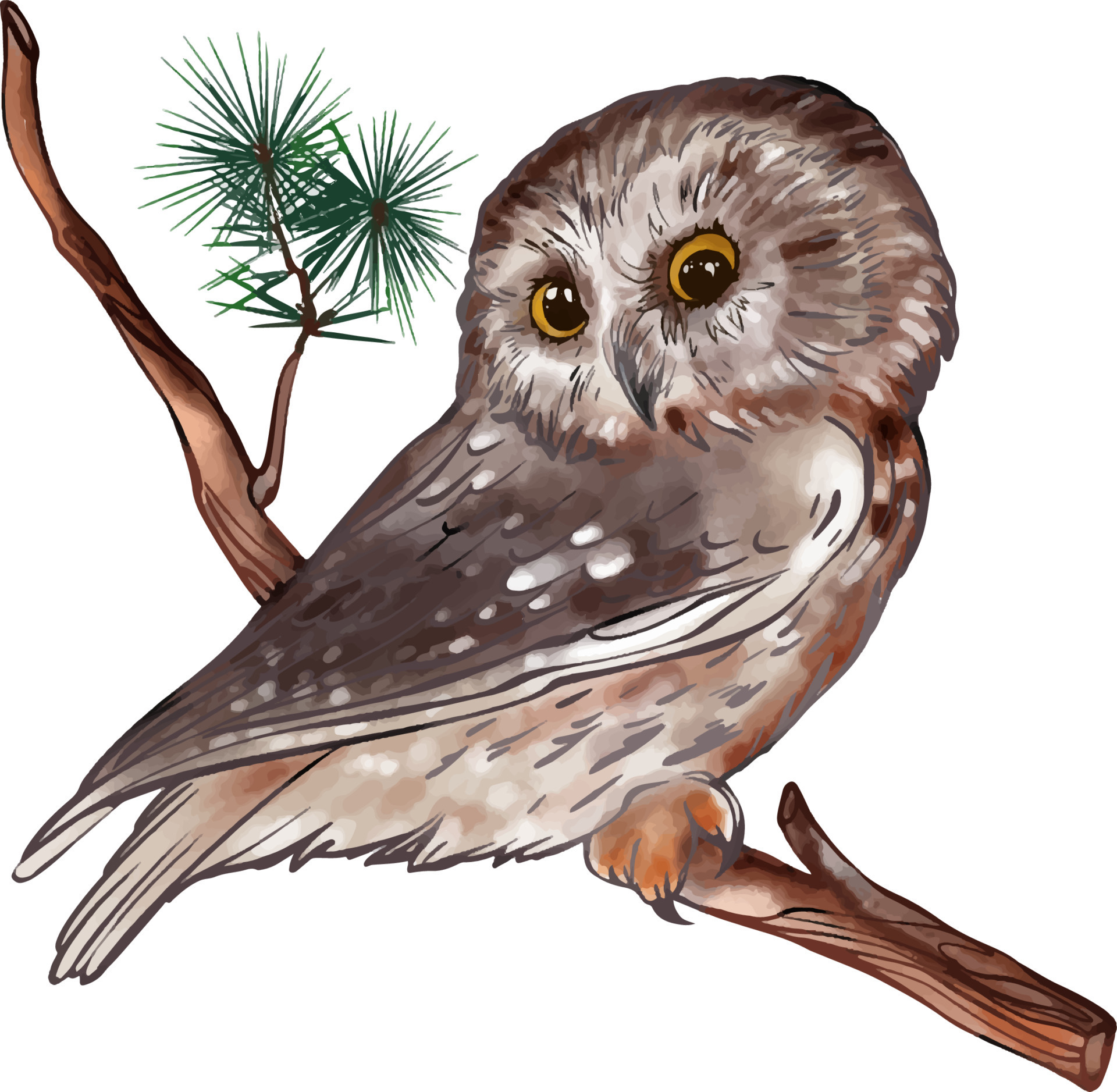Owl on a branch watercolor vector drawing. Made by hand. For