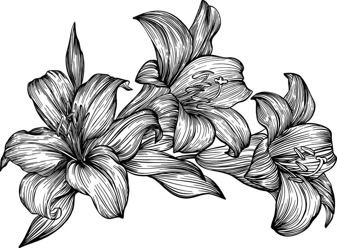 Lily bouquet. Black and white vector drawing. For coloring and design books.