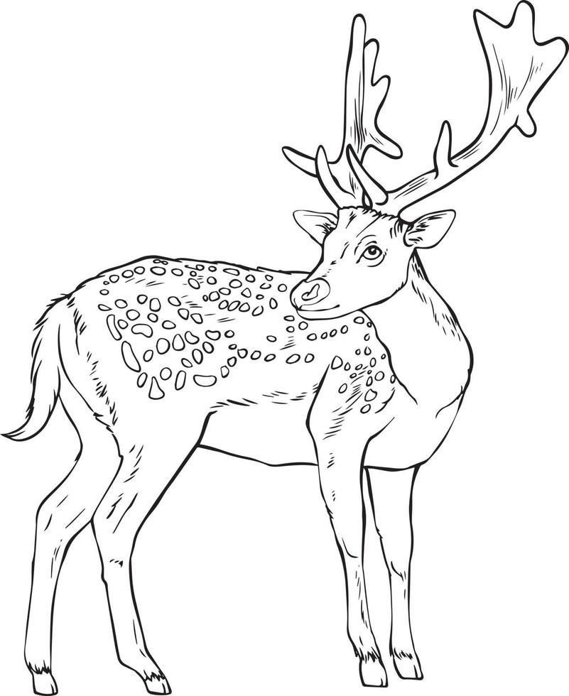 Deer with antlers. Black and white vector drawing. For coloring books and for design.