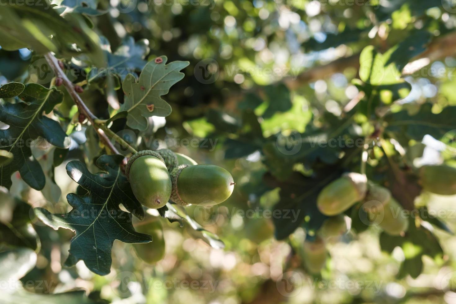 bellotas en un roble con hojas en los rayos del sol poniente foto