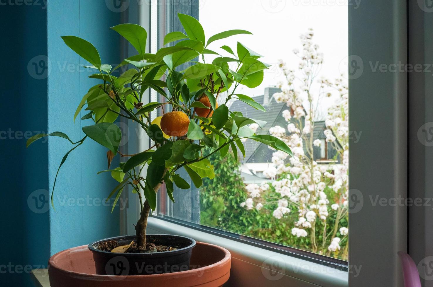 Tangerine tree with mandarins in a flowerpot, on the windowsill. Houseplant citrus with fruits. photo