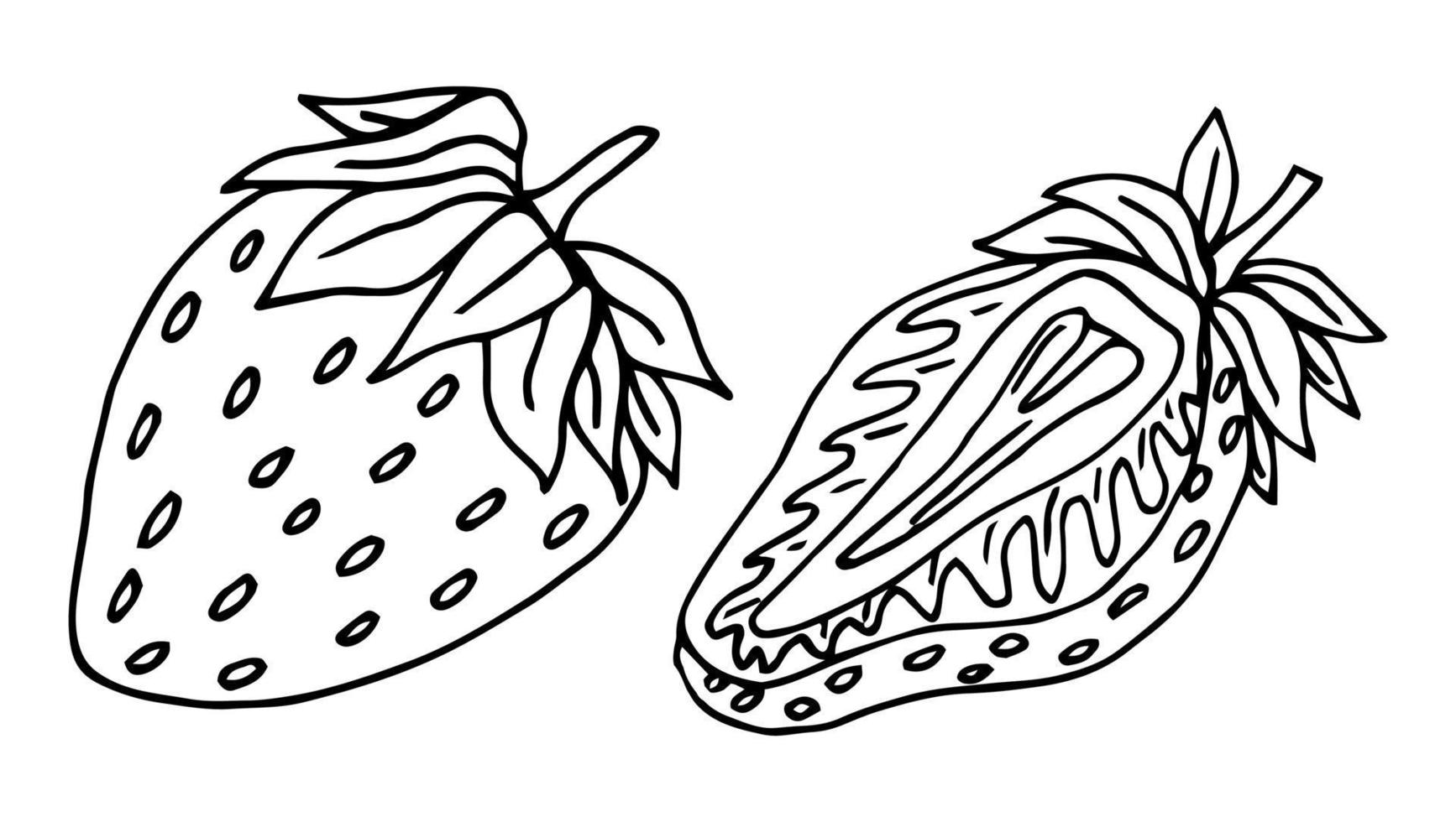 Strawberry group of two berries. Children and adults coloring book page. Whole ripe wild forest berry. vector