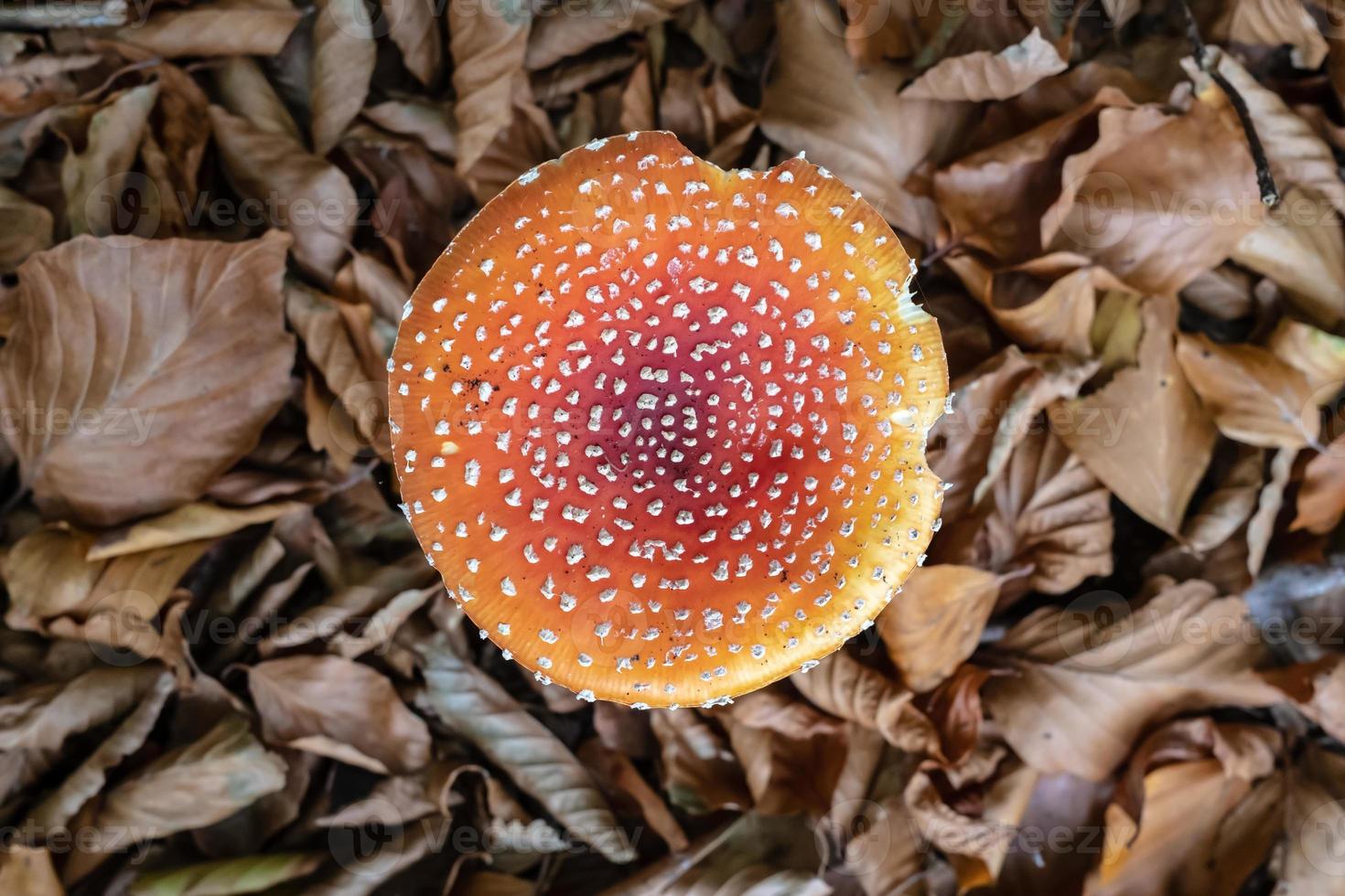 primer plano de hongos amanita muscaria en hojas secas. hongo venenoso con una hermosa gorra roja con manchas blancas. vista superior. foto