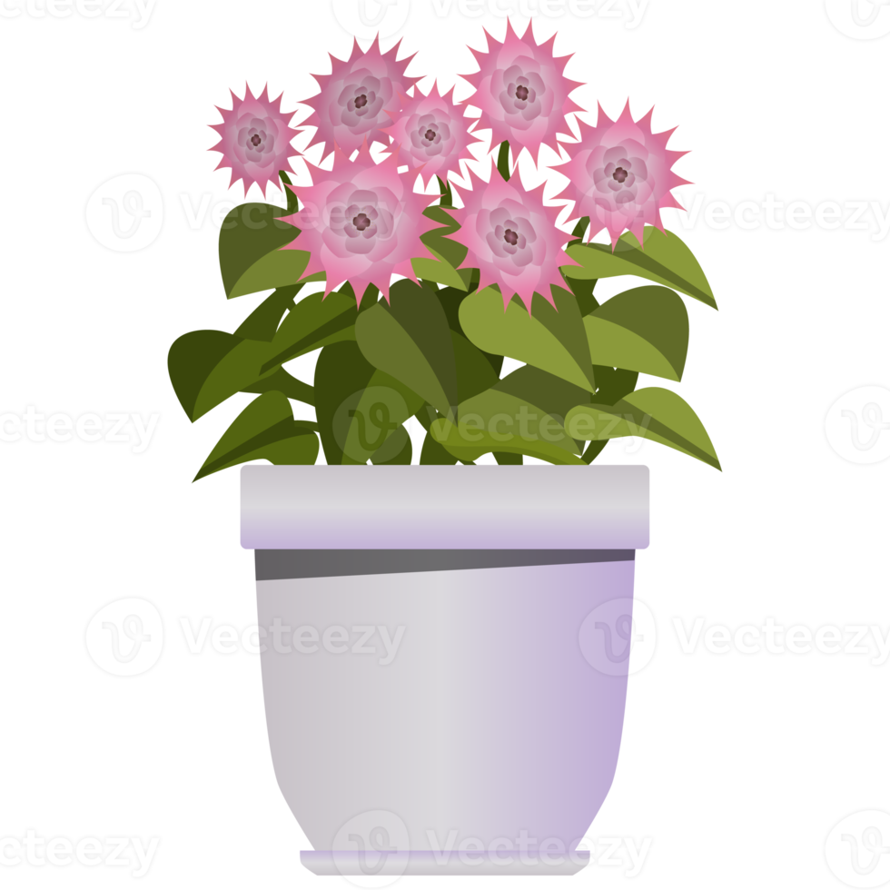 Pink flowers in purple pot in realistic style. Flower bed for the window. Colorful PNG illustration.