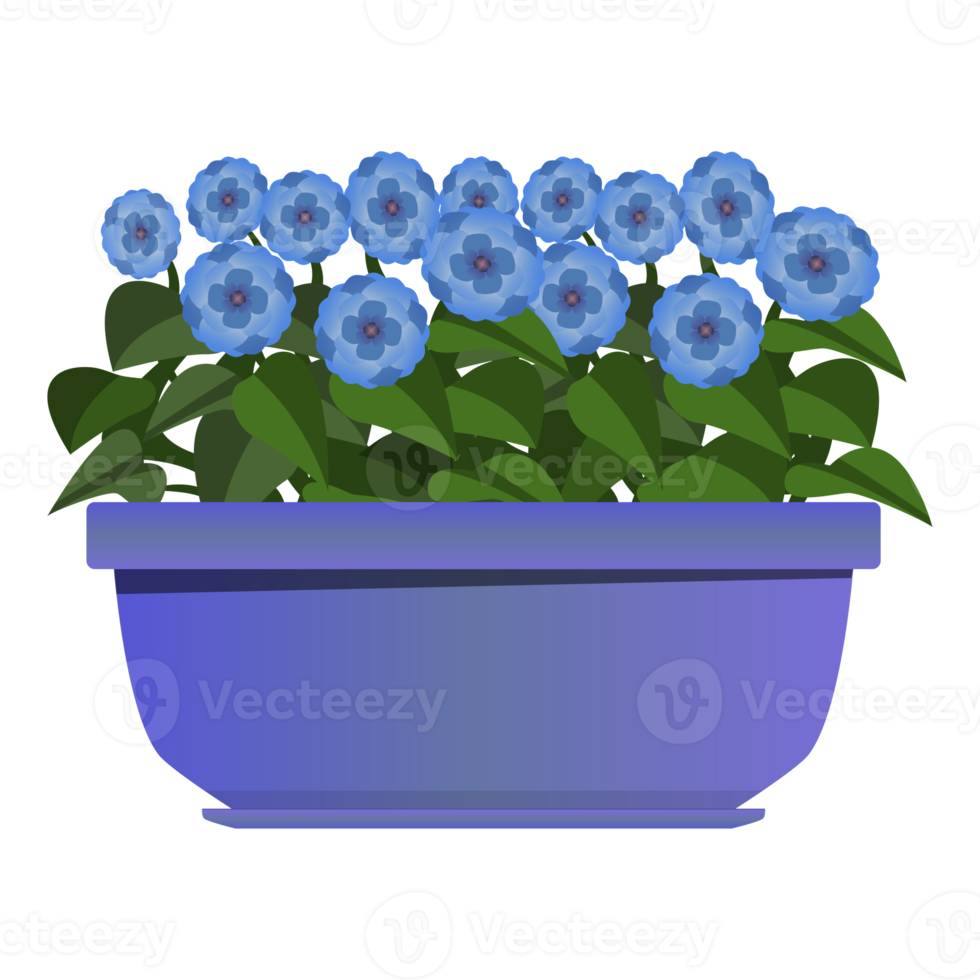 lang Purper pot van blauw bloemen in realistisch stijl. bloem bed voor de venster. kleurrijk PNG illustratie.