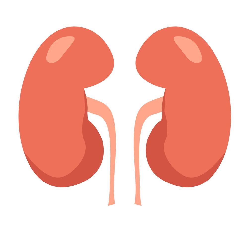 Human kidneys. Cartoon organ. Vector illustration