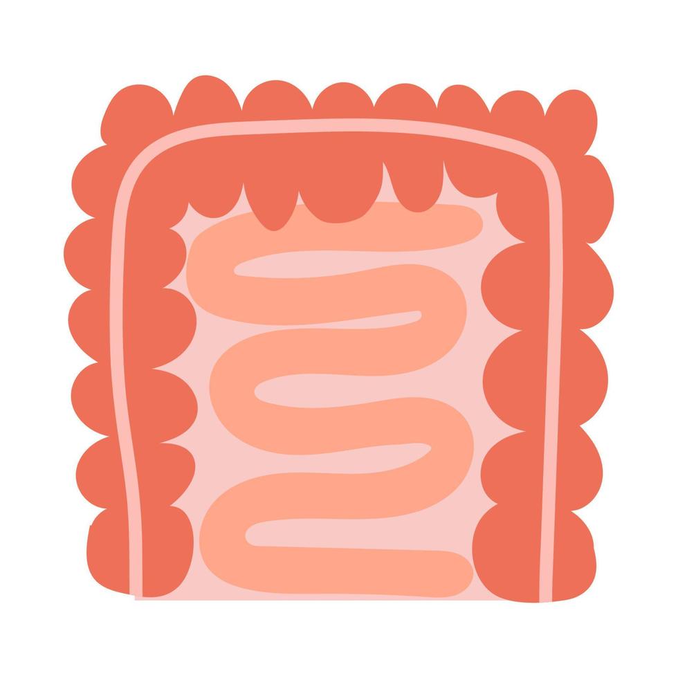 The human intestine. Cartoon organ. Vector illustration