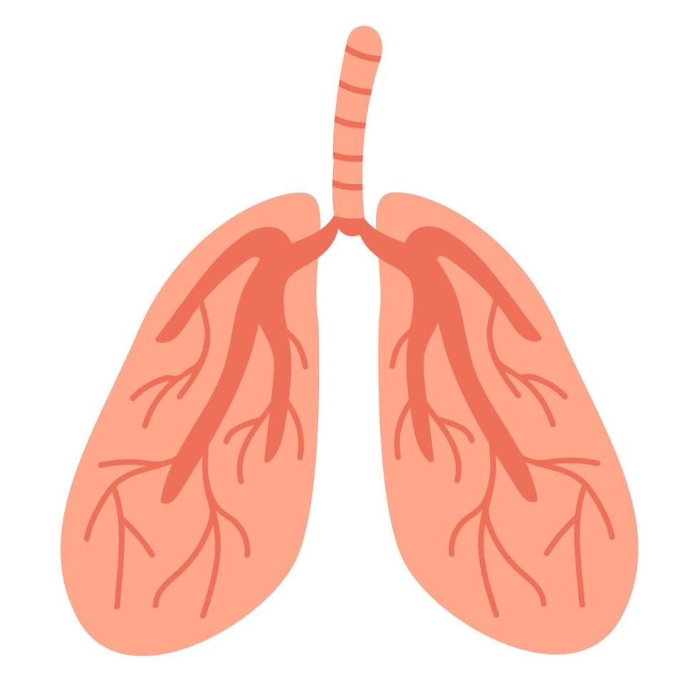 Human lungs. Cartoon organ. Vector illustration