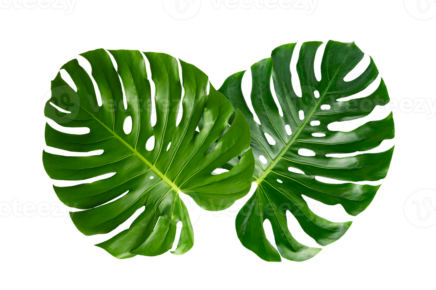 Monstera leaves leaves with Isolate  Leaves on transparent background PNG file