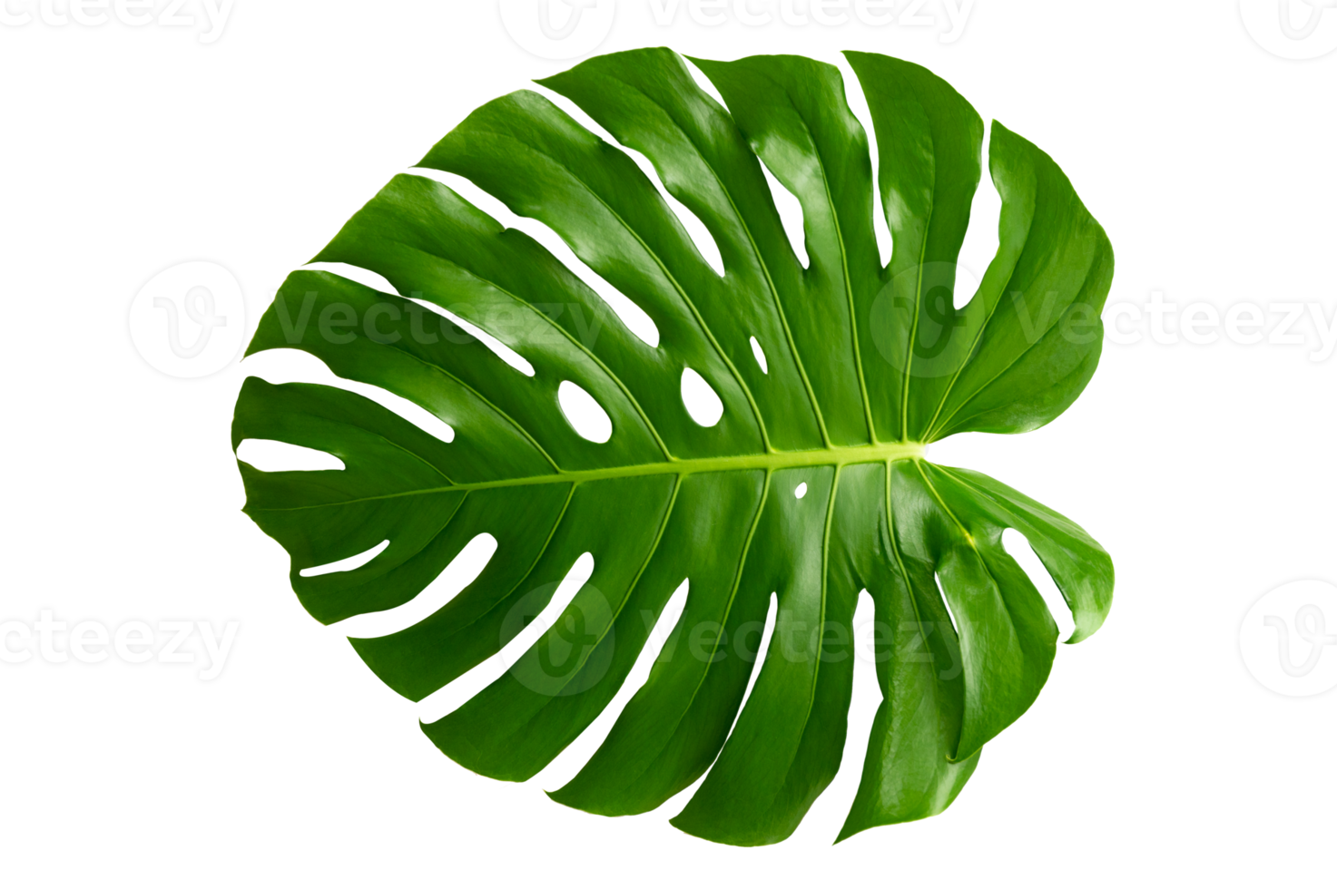 Monstera leaves leaves with Isolate  Leaves on transparent background PNG file