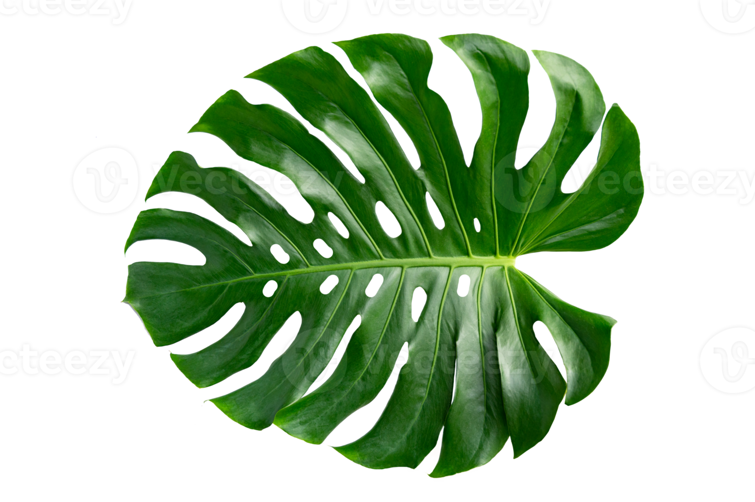 Monstera leaves leaves with Isolate  Leaves on transparent background PNG file